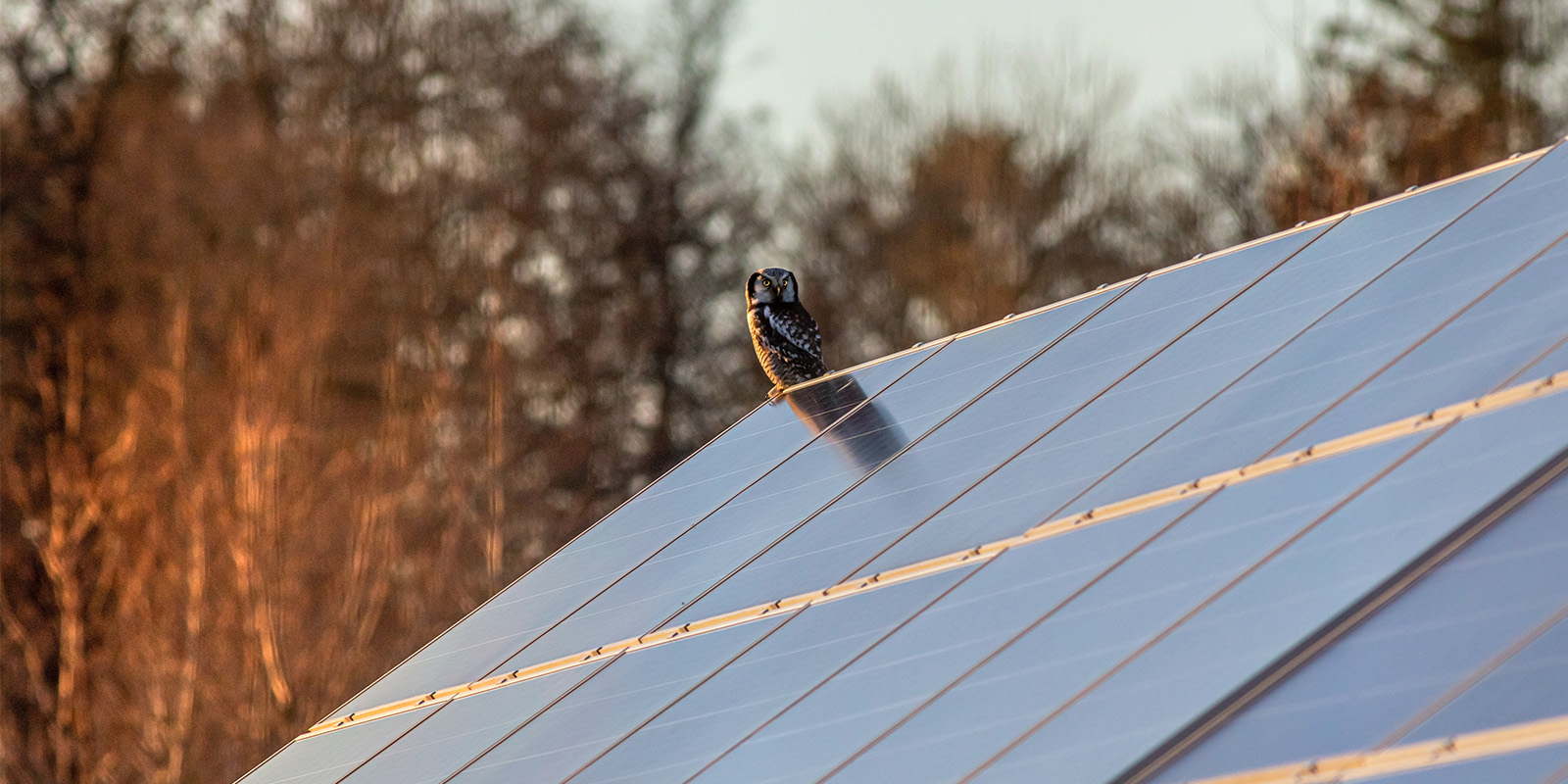 Energia - viranomaismuutokset ja kustannukset main.jpg owl solar panel