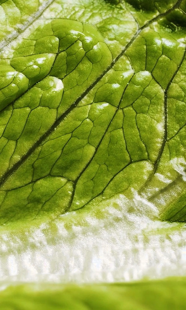 Green Factory Jedox customer case thumbnail image with close-up green leaf detail.