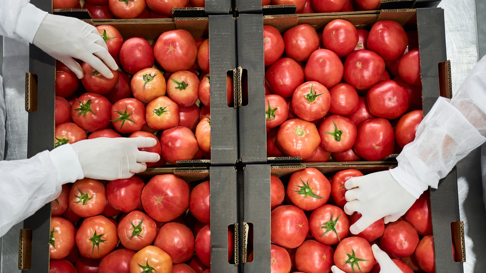 Hands i vita handskar sorterar röda tomater i kartonger, sett uppifrån i livsmedelsproduktion